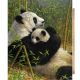 GIANT PANDA PANEL