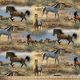 HORSE IN THE PRAIRIE
